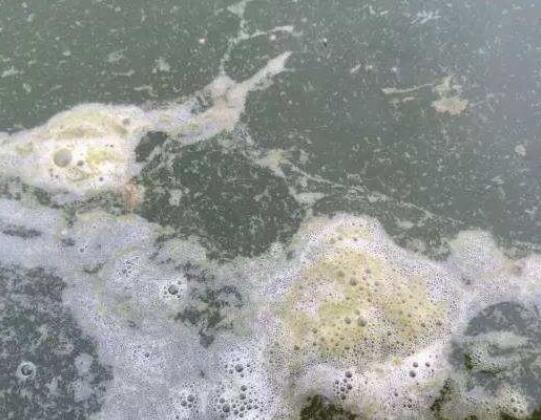 水產(chǎn)養(yǎng)殖尾水面臨的問題及處理方法01