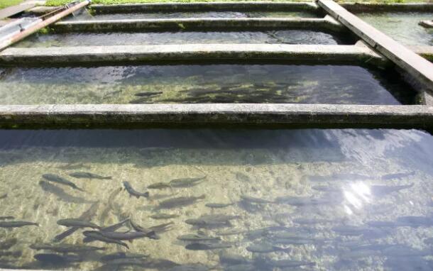 水產(chǎn)養(yǎng)殖尾水面臨的問題及處理方法02