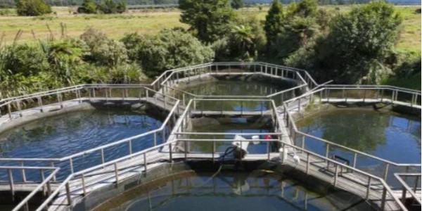 水產(chǎn)養(yǎng)殖抓住兩個關鍵詞，尾水處理和漁業(yè)凈水都不是問題