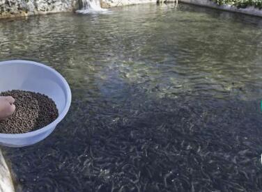 水產養(yǎng)殖抓住兩個關鍵詞，尾水處理和漁業(yè)凈水都不是問題01