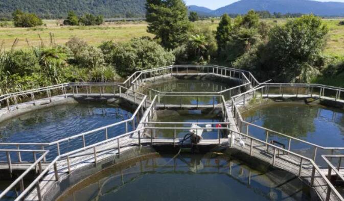 水產養(yǎng)殖抓住兩個關鍵詞，尾水處理和漁業(yè)凈水都不是問題03