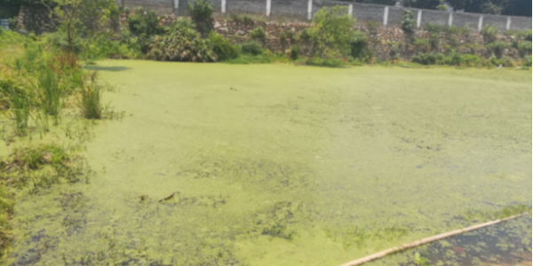 人工濕地系統(tǒng)技術(shù)分析