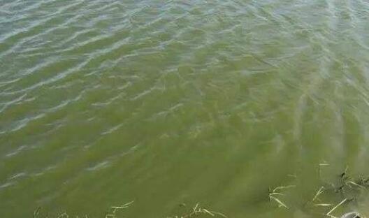 池塘水處理方案如何選才能養(yǎng)好魚蝦？02