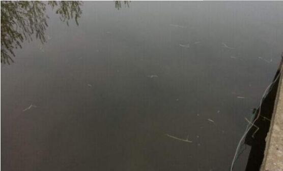 池塘水處理方案如何選才能養(yǎng)好魚蝦？03