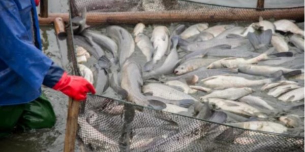 池塘水處理方案如何選才能養(yǎng)好魚蝦？