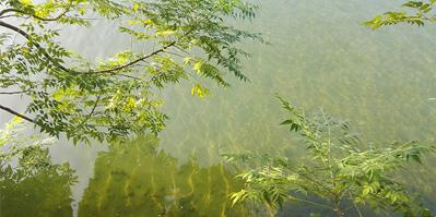 水利報：直接凈化—— 黑臭水體整治的長效措施（上）