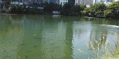 水利報：直接凈化——黑臭水體的長效治理（下）