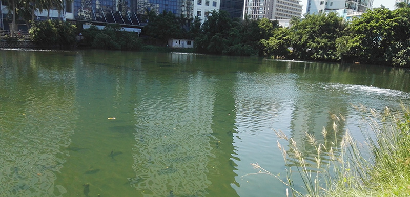 水利報(bào)：直接凈化——黑臭水體的長(zhǎng)效治理（下）