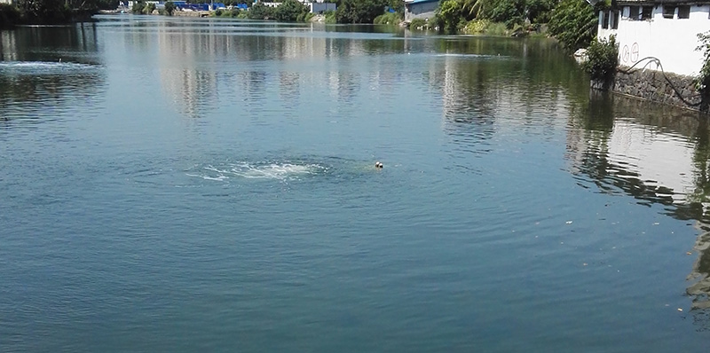 北京通州今年實施26項生態(tài)環(huán)境建設工程 消除全區(qū)黑臭水體