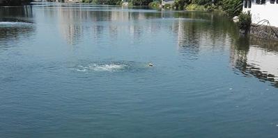 北京通州今年實施26項生態(tài)環(huán)境建設(shè)工程 消除全區(qū)黑臭水體