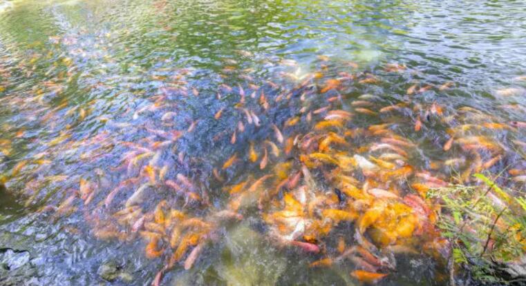 在水產(chǎn)養(yǎng)殖廢水處理中，微生物起到什么作用？