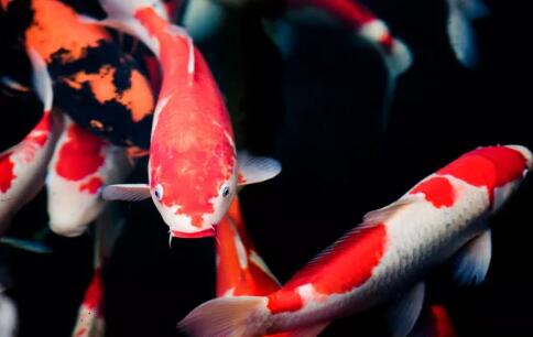 在水產(chǎn)養(yǎng)殖廢水處理中，微生物起到什么作用？03