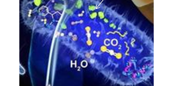 你的曝氣池填料為什么掛不上膜？