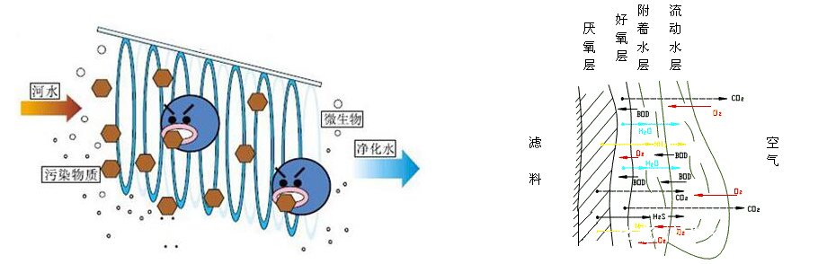 微生物凈化示意圖