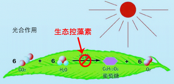 生態(tài)制劑除藻類原理示意圖
