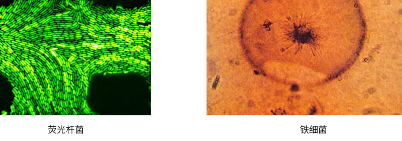 黑臭水體中微生物的來源有哪些？