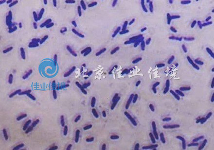 生物膜的微生物到底有哪些呢？