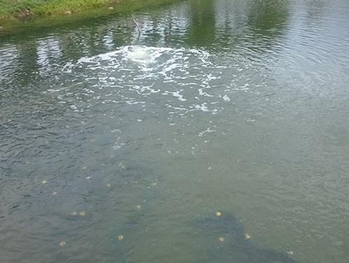 城市河道黑臭水體治理方案及水質(zhì)達標(biāo)保障