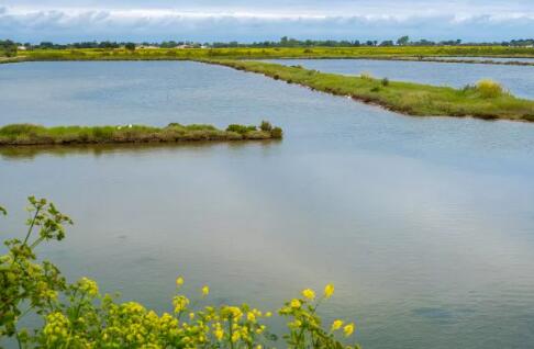 景觀湖水變綠的原因是什么？02