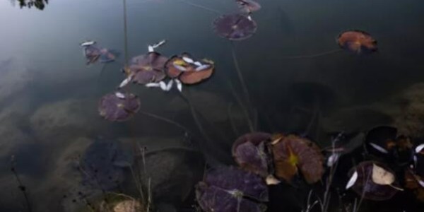 佳業(yè)佳境教你如何應(yīng)對(duì)池塘水處理渾濁問(wèn)題