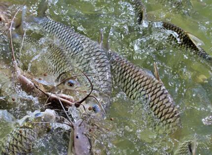 佳業(yè)佳境教你如何應(yīng)對(duì)池塘水處理渾濁問(wèn)題2