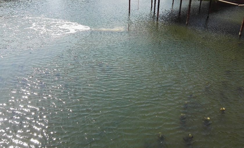 秦皇島大馬坊河原位生態(tài)修復工程-佳業(yè)佳境工程案例