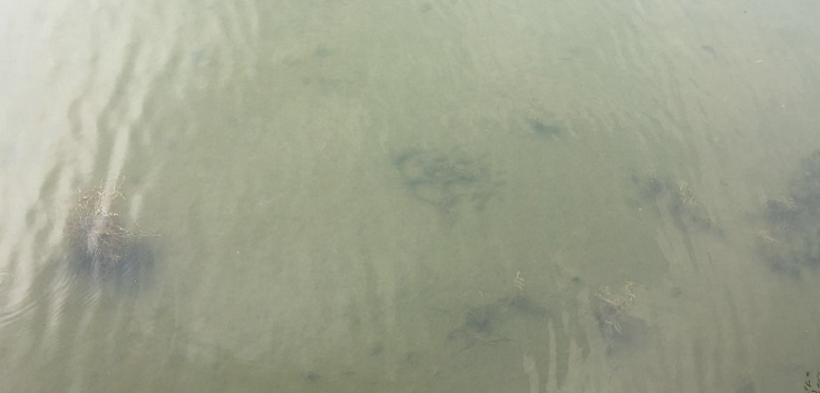 秦皇島大馬坊河原位生態(tài)修復工程-佳業(yè)佳境工程案例