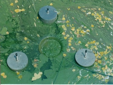 河道藍(lán)藻水華、浮萍治理