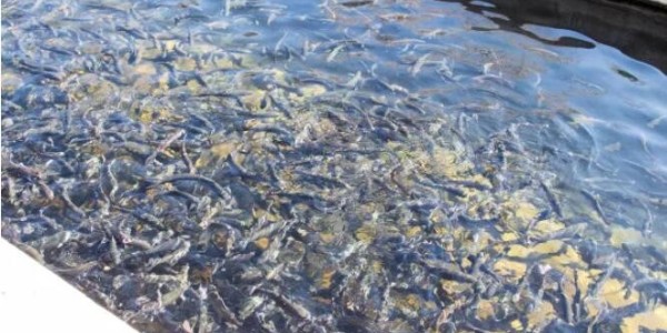 水體又黑又臭存在什么問題？